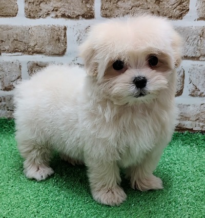 大阪府のハーフ犬・ミックス犬 (アミーゴ高槻店/2025年12月21日生まれ/女の子/クリーム)の子犬の2枚目の画像