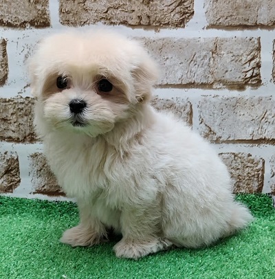 大阪府のハーフ犬・ミックス犬 (アミーゴ高槻店/2025年12月21日生まれ/女の子/クリーム)の子犬の3枚目の画像