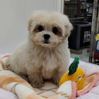 大阪府のハーフ犬・ミックス犬 (アミーゴ高槻店/2025年12月21日生まれ/女の子/クリーム)の子犬の4枚目の画像