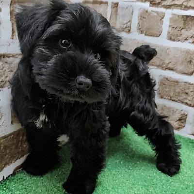 ﾐﾆﾁｭｱ・ｼｭﾅｳｻﾞｰ 12/7 | ペットワールド アミーゴ