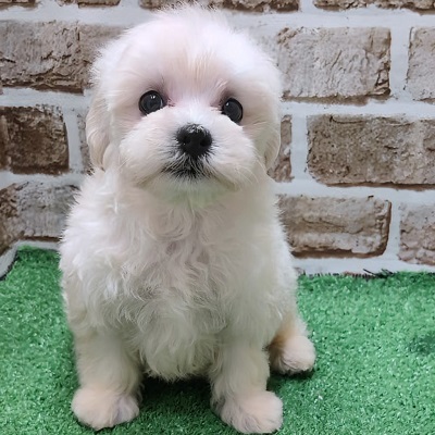 大阪府のハーフ犬・ミックス犬 (アミーゴ高槻店/2025年12月7日生まれ/女の子/クリーム)の子犬の1枚目の画像