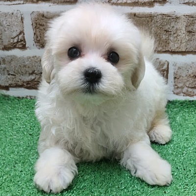 大阪府のハーフ犬・ミックス犬 (アミーゴ高槻店/2025年12月7日生まれ/女の子/クリーム)の子犬の2枚目の画像