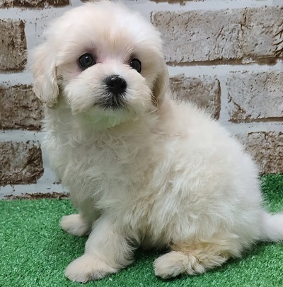 大阪府のハーフ犬・ミックス犬 (アミーゴ高槻店/2025年12月7日生まれ/女の子/クリーム)の子犬の3枚目の画像