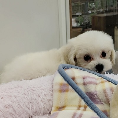 大阪府のハーフ犬・ミックス犬 (アミーゴ高槻店/2025年12月7日生まれ/女の子/クリーム)の子犬の4枚目の画像