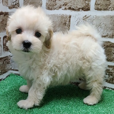 大阪府のハーフ犬・ミックス犬 (アミーゴ高槻店/2025年12月7日生まれ/女の子/クリーム)の子犬の2枚目の画像