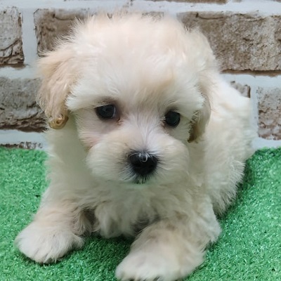 大阪府のハーフ犬・ミックス犬 (アミーゴ高槻店/2025年12月7日生まれ/女の子/クリーム)の子犬の3枚目の画像