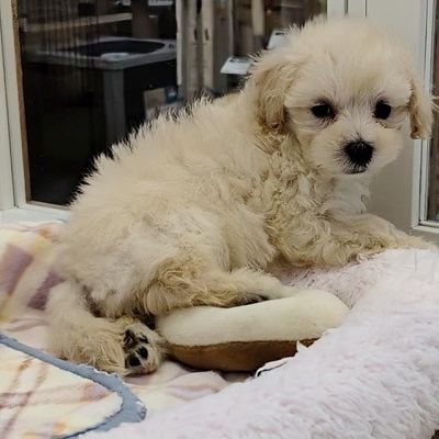 大阪府のハーフ犬・ミックス犬 (アミーゴ高槻店/2025年12月7日生まれ/女の子/クリーム)の子犬の4枚目の画像