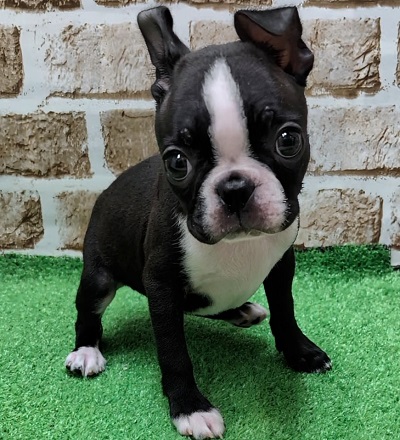 大阪府のボストンテリア (アミーゴ高槻店/2025年12月8日生まれ/女の子/ボストンカラー)の子犬