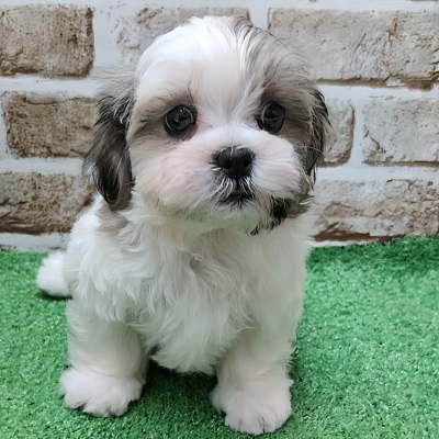 大阪府のハーフ犬・ミックス犬 (アミーゴ高槻店/2025年12月9日生まれ/男の子/ホワイトゴールド)の子犬の1枚目の画像