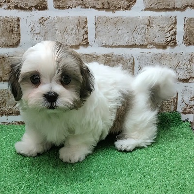 大阪府のハーフ犬・ミックス犬 (アミーゴ高槻店/2025年12月9日生まれ/男の子/ホワイトゴールド)の子犬の3枚目の画像