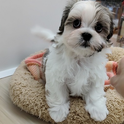 大阪府のハーフ犬・ミックス犬 (アミーゴ高槻店/2025年12月9日生まれ/男の子/ホワイトゴールド)の子犬の4枚目の画像