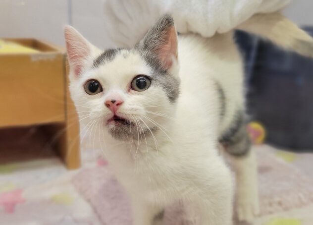 福島県のスコティッシュフォールド (アミーゴ須賀川店/2025年12月5日生まれ/女の子/キャリコ)の子猫