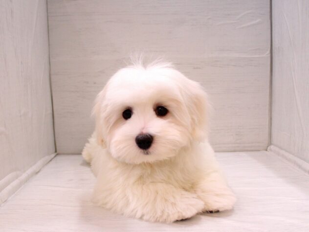 兵庫県のコトンドテュレアール (ペット・プラザ アミーゴ神戸灘店/2025年11月13日生まれ/女の子/ホワイト)の子犬の4枚目の画像