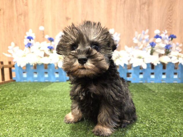 兵庫県のミニチュアシュナウザー (アミーゴ伊丹店/2025年12月3日生まれ/女の子/ソルトペッパー)の子犬の1枚目の画像