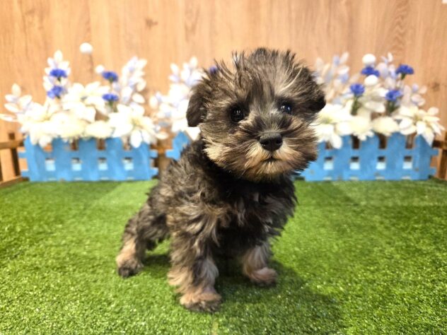 兵庫県のミニチュアシュナウザー (アミーゴ伊丹店/2025年12月3日生まれ/女の子/ソルトペッパー)の子犬の3枚目の画像