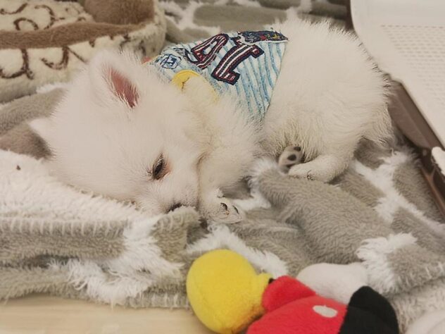 兵庫県の日本スピッツ (ペット・プラザ アミーゴ明石魚住店/2025年12月13日生まれ/男の子/ホワイト)の子犬の4枚目の画像