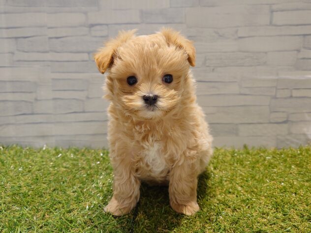 新潟県のハーフ犬・ミックス犬 (アミーゴ新発田店/2025年12月7日生まれ/男の子/アプリコット)の子犬