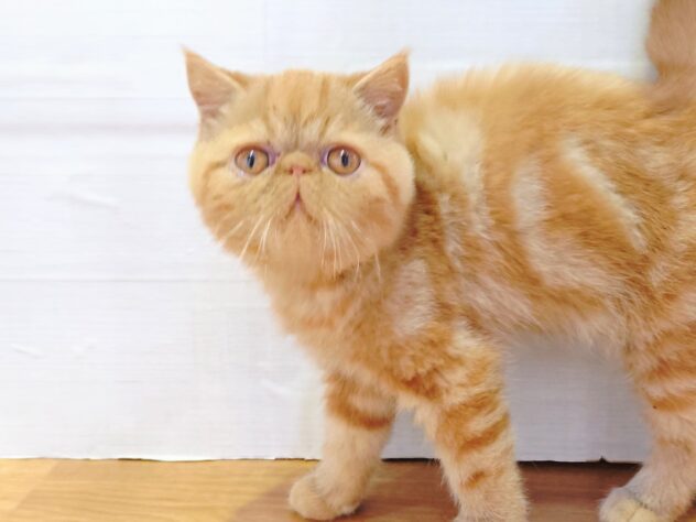 山形県のエキゾチックショートヘアー (アミーゴ米沢店/2025年10月27日生まれ/男の子/レッドタビー)の子猫の2枚目の画像