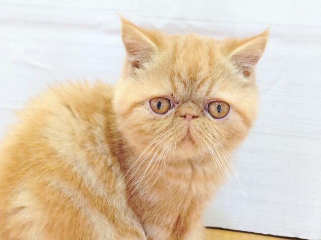 山形県のエキゾチックショートヘアー (アミーゴ米沢店/2025年10月27日生まれ/男の子/レッドタビー)の子猫の1枚目の画像