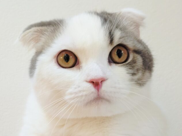 山形県のスコティッシュフォールド (アミーゴ米沢店/2025年7月5日生まれ/男の子/ブルータビーホワイトバン)の子猫