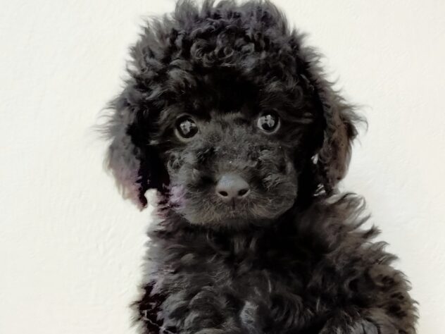 山形県のトイプードル(トイ) (アミーゴ米沢店/2025年12月16日生まれ/男の子/ブラック)の子犬