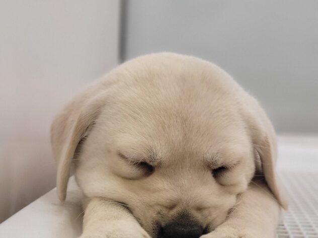 福島県のラブラドールレトリーバー (アミーゴ須賀川店/2025年12月6日生まれ/女の子/イエロー)の子犬の2枚目の画像