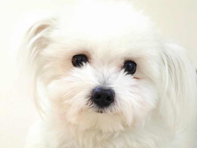 山形県のハーフ犬・ミックス犬 (アミーゴ米沢店/2025年4月6日生まれ/男の子/クリーム)の子犬