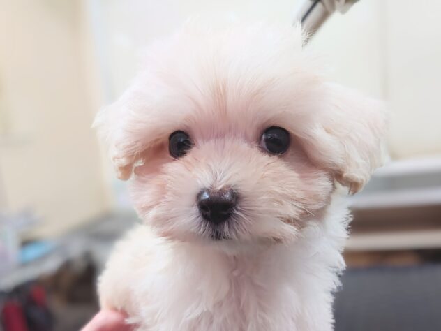 岡山県のハーフ犬・ミックス犬 (アミーゴ中庄店/2025年12月6日生まれ/女の子/クリーム)の子犬の4枚目の画像