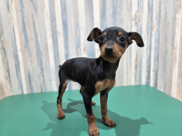 岡山県のミニチュアピンシャー (アミーゴ妹尾店/2025年12月21日生まれ/女の子/ブラックタン)の子犬の2枚目の画像