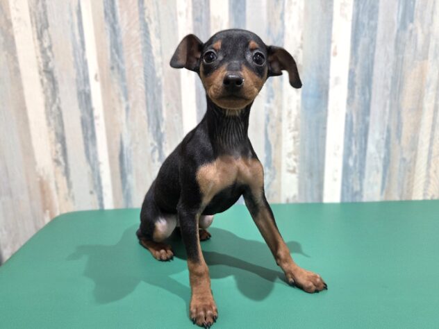 岡山県のミニチュアピンシャー (アミーゴ妹尾店/2025年12月21日生まれ/女の子/ブラックタン)の子犬の1枚目の画像