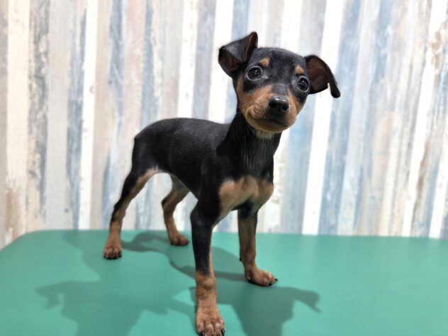 岡山県のミニチュアピンシャー (アミーゴ妹尾店/2025年12月21日生まれ/女の子/ブラックタン)の子犬の3枚目の画像