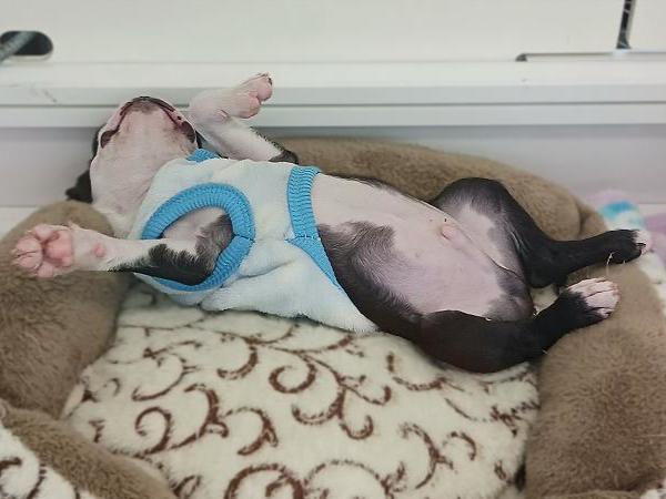 兵庫県のボストンテリア (ペット・プラザ アミーゴ明石魚住店/2025年12月10日生まれ/男の子/ボストンカラー)の子犬の4枚目の画像