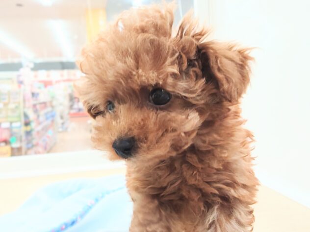岡山県のトイプードル(トイ) (アミーゴ中庄店/2025年12月22日生まれ/男の子/レッドフォーン)の子犬の4枚目の画像