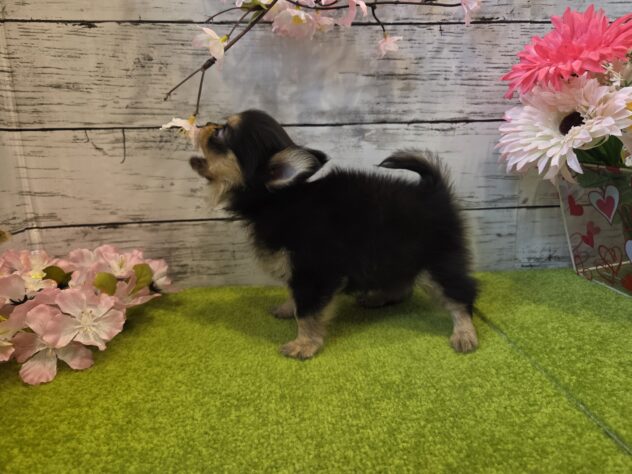 広島県のチワワ(ロング) (アミーゴ五日市店/2025年12月29日生まれ/男の子/ブラックタン)の子犬の3枚目の画像