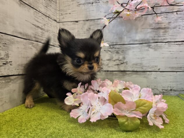 広島県のチワワ(ロング) (アミーゴ五日市店/2025年12月29日生まれ/男の子/ブラックタン)の子犬の2枚目の画像