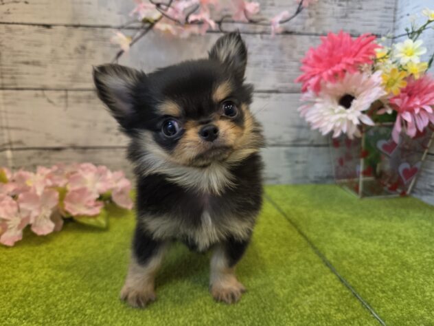 広島県のチワワ(ロング) (アミーゴ五日市店/2025年12月29日生まれ/男の子/ブラックタン)の子犬の1枚目の画像