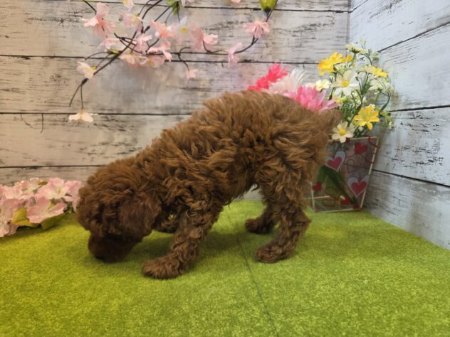 広島県のトイプードル(トイ) (アミーゴ五日市店/2025年12月28日生まれ/男の子/レッド)の子犬の3枚目の画像