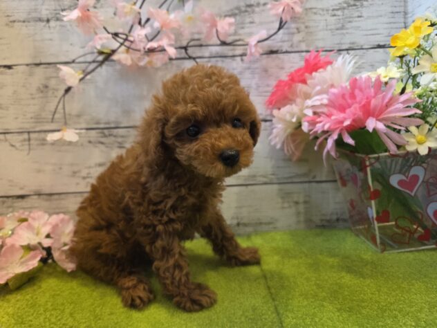 広島県のトイプードル(トイ) (アミーゴ五日市店/2025年12月28日生まれ/男の子/レッド)の子犬の2枚目の画像