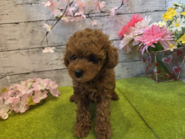 広島県のトイプードル(トイ) (アミーゴ五日市店/2025年12月28日生まれ/男の子/レッド)の子犬の1枚目の画像