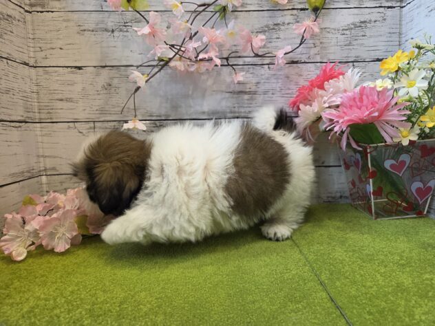 広島県のシーズー (アミーゴ五日市店/2025年12月29日生まれ/女の子/ホワイトゴールド)の子犬の3枚目の画像