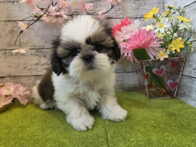 広島県のシーズー (アミーゴ五日市店/2025年12月29日生まれ/女の子/ホワイトゴールド)の子犬の1枚目の画像