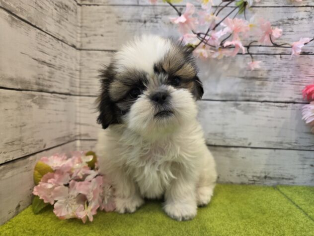 広島県のシーズー (アミーゴ五日市店/2025年12月29日生まれ/女の子/ホワイトゴールド)の子犬の2枚目の画像