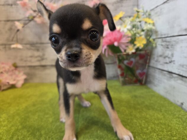 広島県のチワワ(ロング) (アミーゴ五日市店/2025年12月29日生まれ/女の子/ブラックタンホワイト)の子犬の2枚目の画像