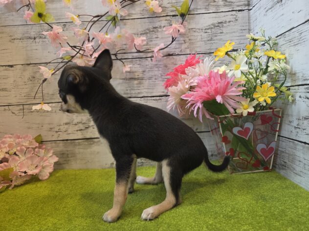 広島県のチワワ(ロング) (アミーゴ五日市店/2025年12月29日生まれ/女の子/ブラックタンホワイト)の子犬の3枚目の画像