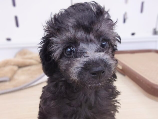 岡山県のトイプードル(トイ) (アミーゴ中庄店/2025年12月20日生まれ/男の子/グレー)の子犬の3枚目の画像