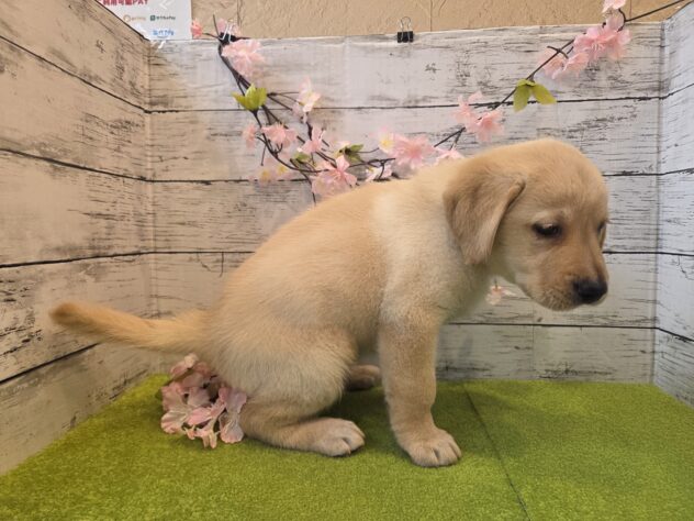 広島県のラブラドールレトリーバー (アミーゴ五日市店/2026年1月1日生まれ/女の子/イエロー)の子犬の3枚目の画像