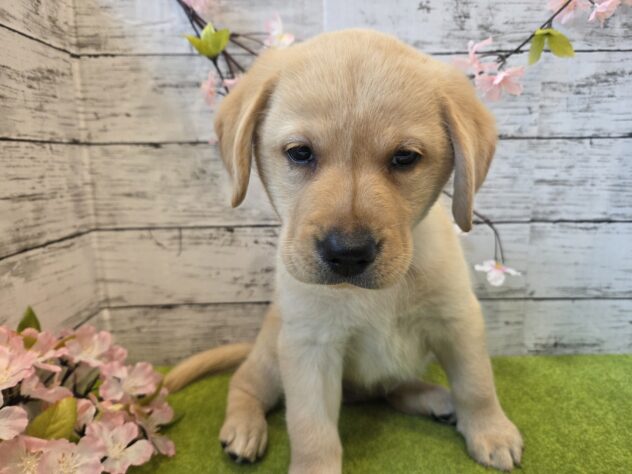 広島県のラブラドールレトリーバー (アミーゴ五日市店/2026年1月1日生まれ/女の子/イエロー)の子犬の2枚目の画像