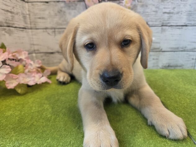 広島県のラブラドールレトリーバー (アミーゴ五日市店/2026年1月1日生まれ/女の子/イエロー)の子犬の1枚目の画像