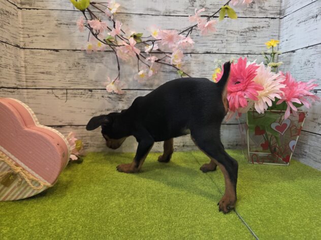 広島県のミニチュアピンシャー (アミーゴ五日市店/2025年12月29日生まれ/男の子/ブラックタン)の子犬の3枚目の画像