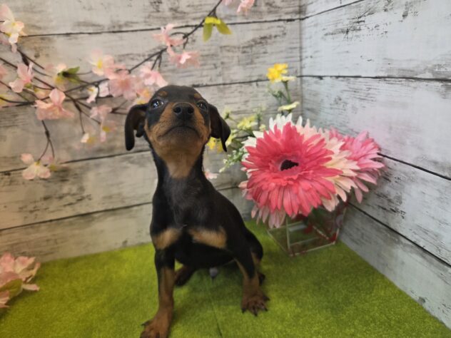 広島県のミニチュアピンシャー (アミーゴ五日市店/2025年12月29日生まれ/男の子/ブラックタン)の子犬の2枚目の画像